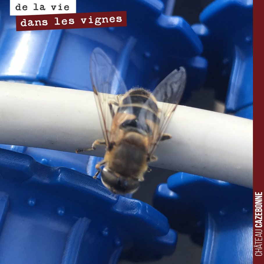 Ce taon reprend son souffle sur la table de tri avant de reprendre son envol.