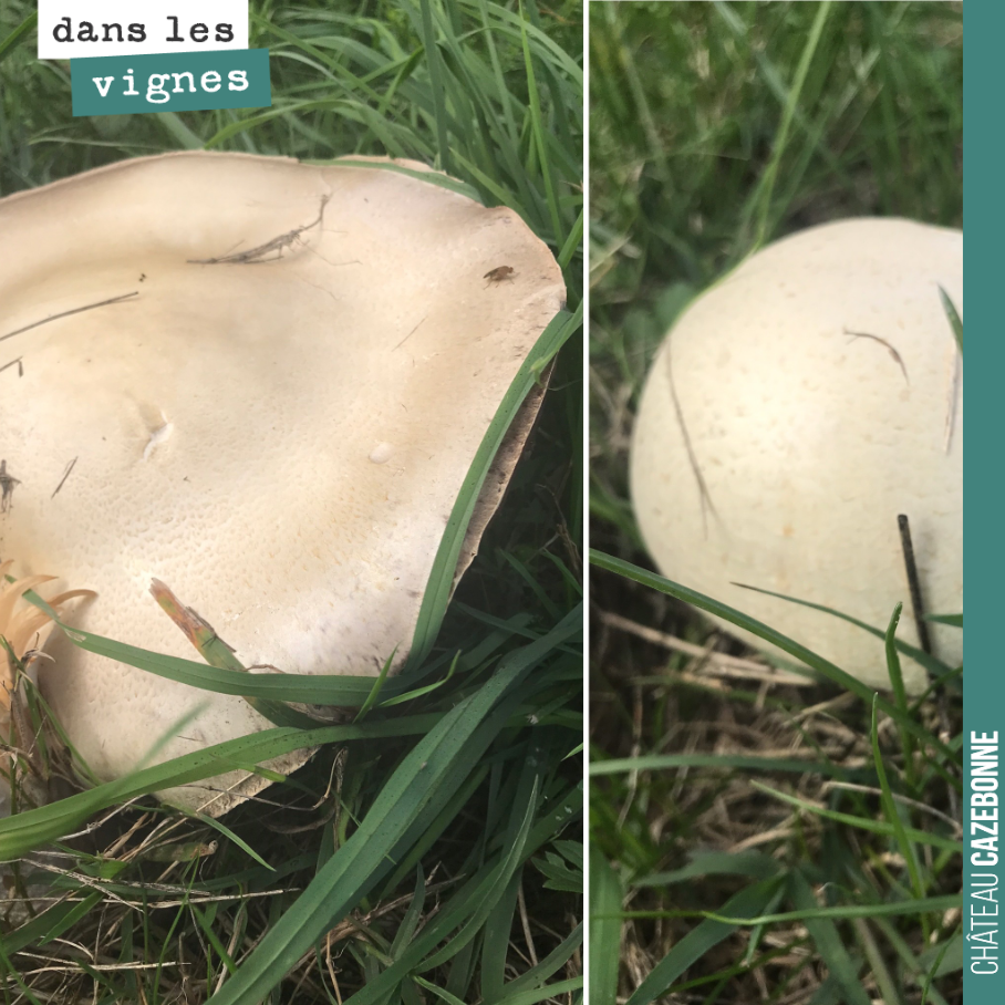 Les champignons s’en donnent à cœur joie. Des sols encore chauds, de l’humidité...