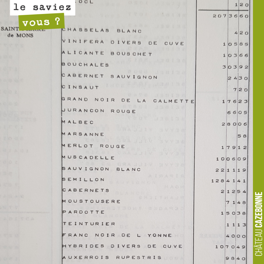 Extrait de l’inventaire cadastral (1964) des cépages plantés sur notre commune de Saint-Pierre de Mons.
1/ Premier constat : nous avons de grands terroirs à blancs et les anciens ne s’y trompait p...
