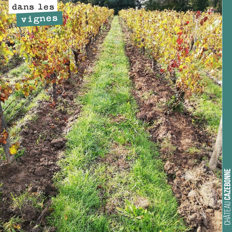 On décavaillonne pour mieux chausser ensuite.
Sur cette parcelle, on a très mal gérer l’herbe cette année. Donc il faut que l’on enlève les touffes d’herbes qui se sont enracinées.
Une fois ce tr...