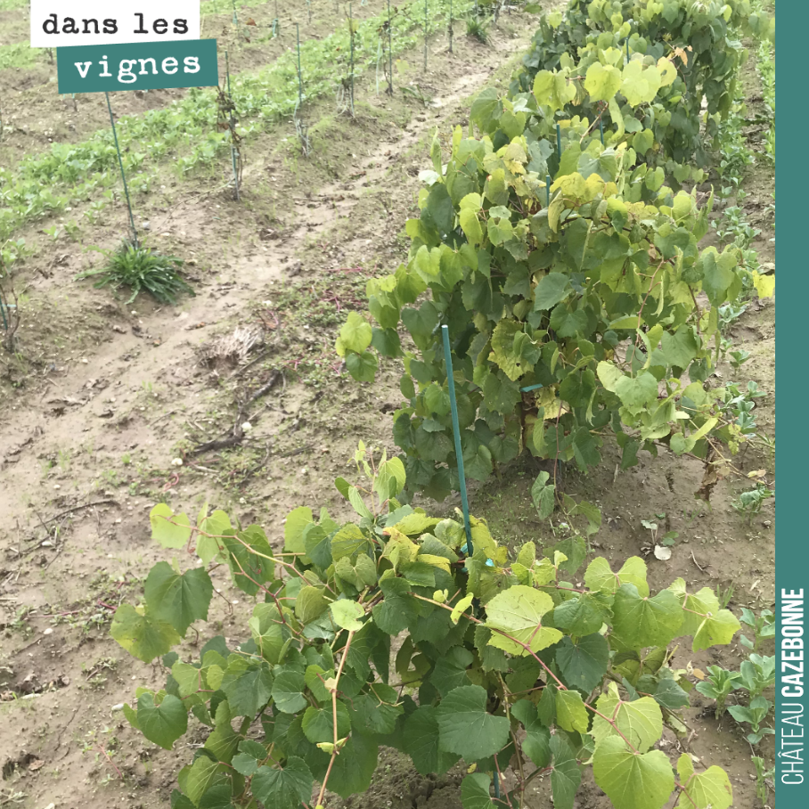 Plantation de porte-greffes versus plantation, sur le rang de gauche, de plants greffés.
Le porte greffe profite de l’absence de greffe, pour se renforcer, s’enraciner. En année 3 ou 4, on le gref...