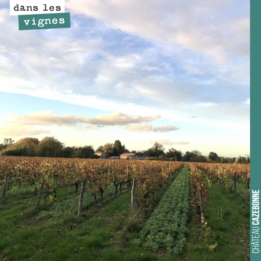 Les lumières d’automne sont magnifiques dans nos vignes. J’adore les couleurs de cette saison.