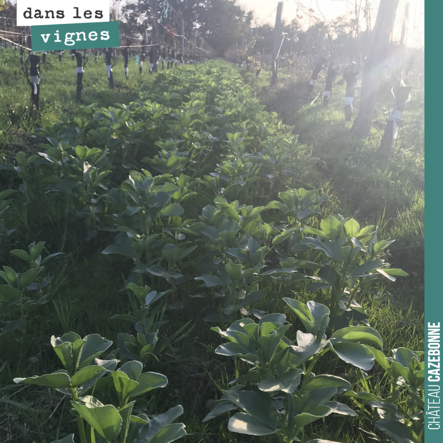 Les couverts végétaux sont très réussis cette année. Ici sur notre parcelle surgreffée en Mancin et Castets, sur la parcelle de Cazebonne.
