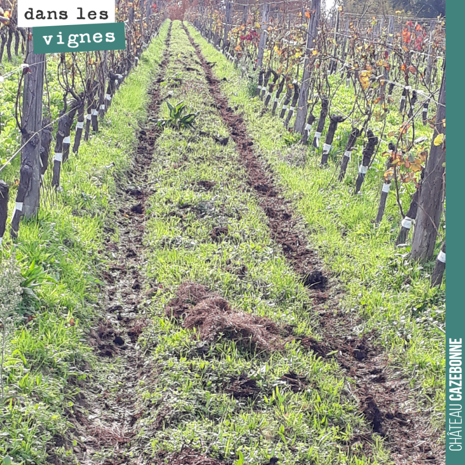 On passe avant l’hiver pour épandre des fumiers compostés. 10 tonnes par hectares de fumier. On continue le travail de fond de reconstitution des humus sur nos sols de Graves. Les progrès sont au r...
