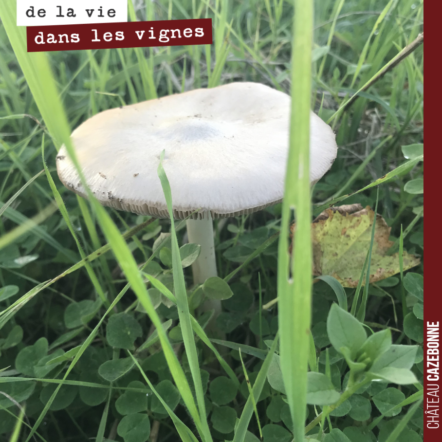 Biodiversité dans les vignes !
