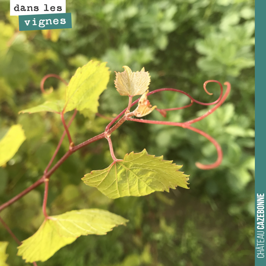 Alors que nos vignes ont presque perdu toutes leurs feuilles, sur notre parcelle de porte-greffes cela continue tranquillement de pousser.
Les porte-greffes non greffés continuent leur implantatio...