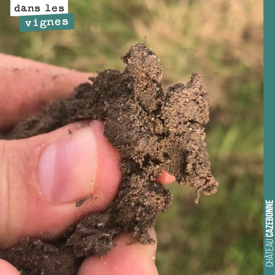 Hier je vous parlais de la diversité des terroirs sur notre parcelle de Peyrous.
Je vous montrais hier la texture sablonneuse des sols. En se déplaçant d’une centaine de mètre, on retrouve des arg...
