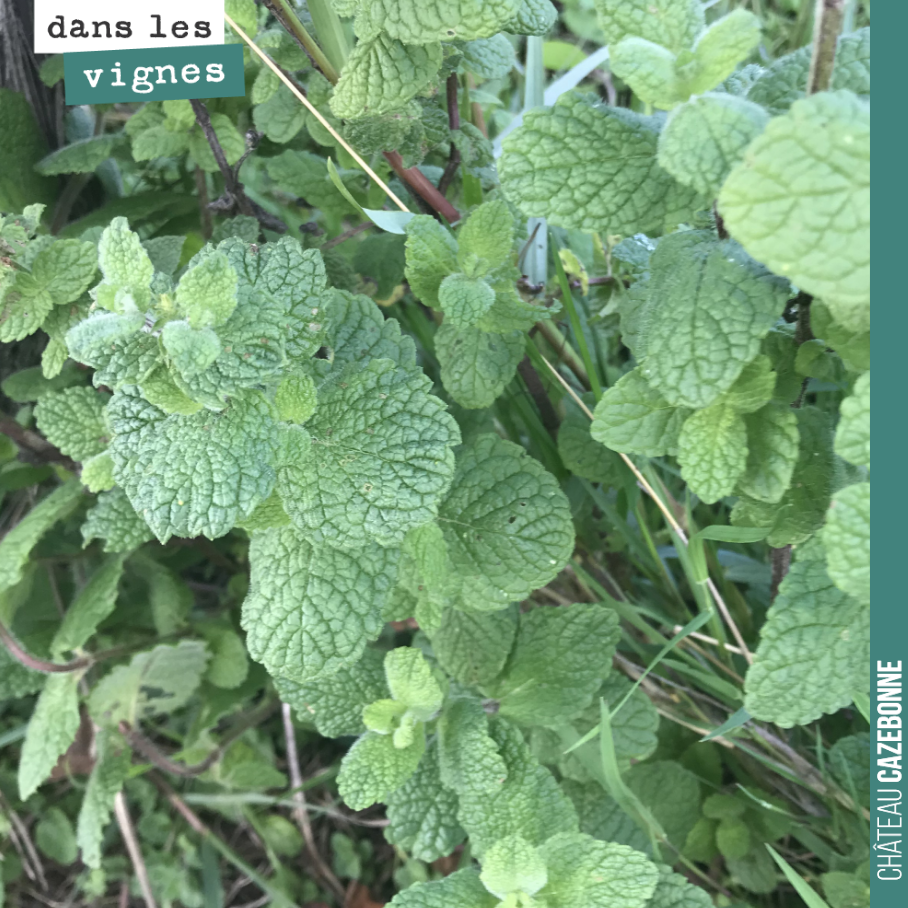 Cela sent bon la menthe dans notre parcelle de Peyrous. Une parcelle en Bio depuis plus de 10 ans avec une grande biodiversité.