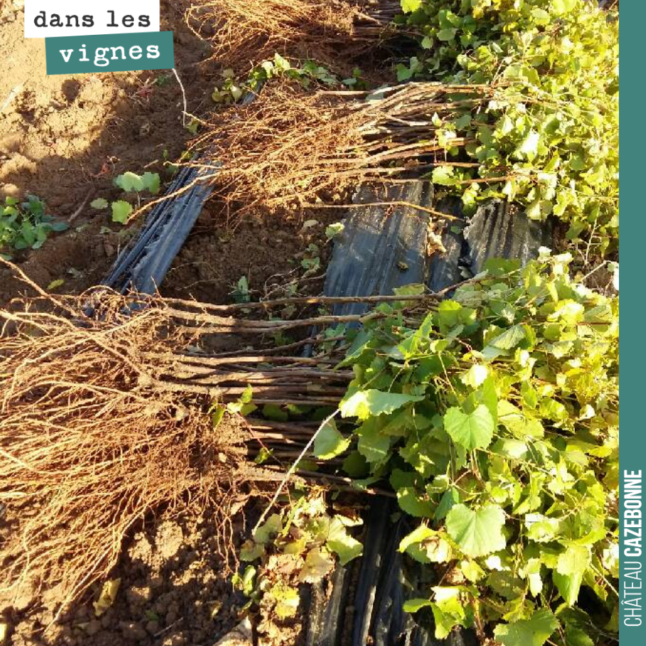 Gravesac, 101 14, R110, ...
Ce sont les noms de quelques uns des porte-greffes que nous allons utiliser pour nos futures plantations.
Le choix du porte-greffe est majeur pour une bonne adaptation...