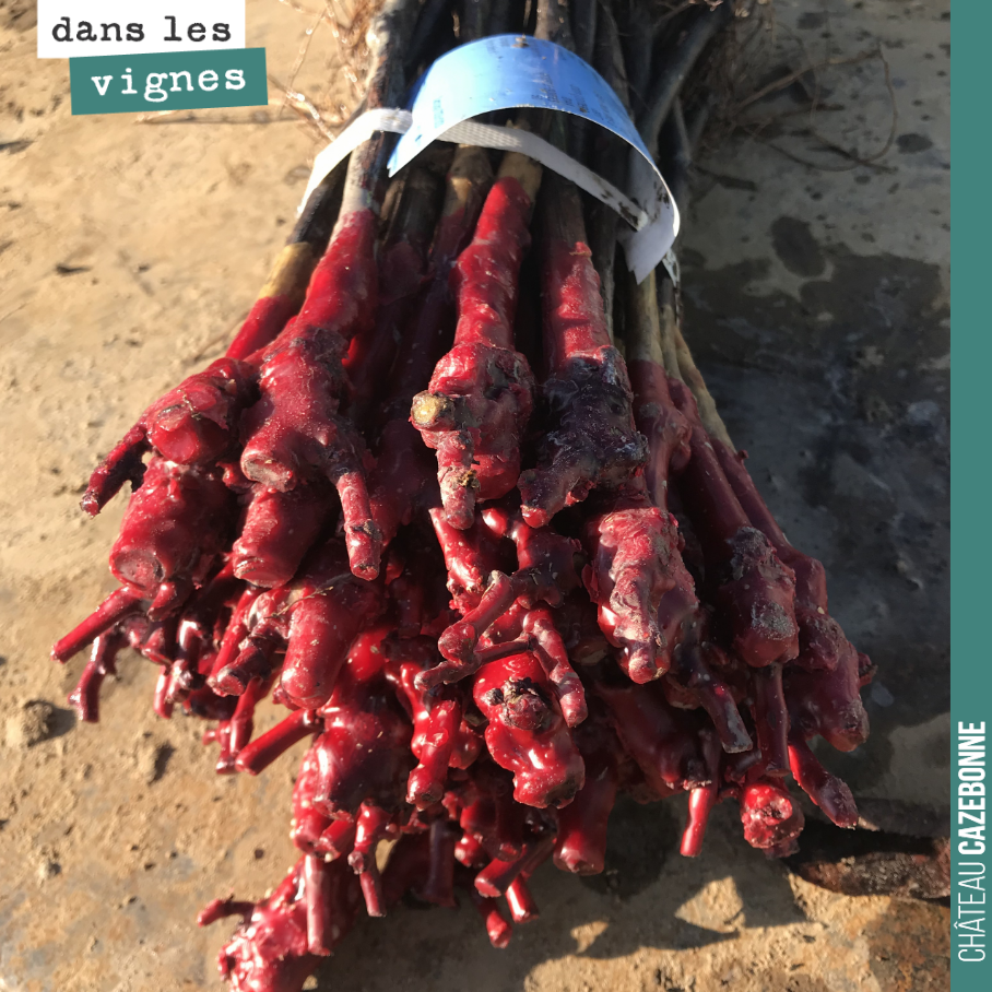 C’est parti pour la coplantation des blancs. On va ici compléter notre parcelle de Bouché avec des sauvignons gris.
Chaque année, changer les pieds morts, pour garder en vignoble en état. On a pri...