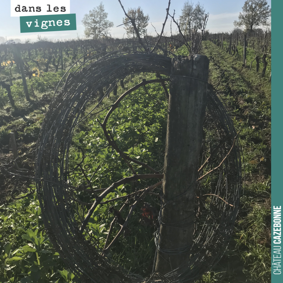 Travaux d’hiver dans les vignes.