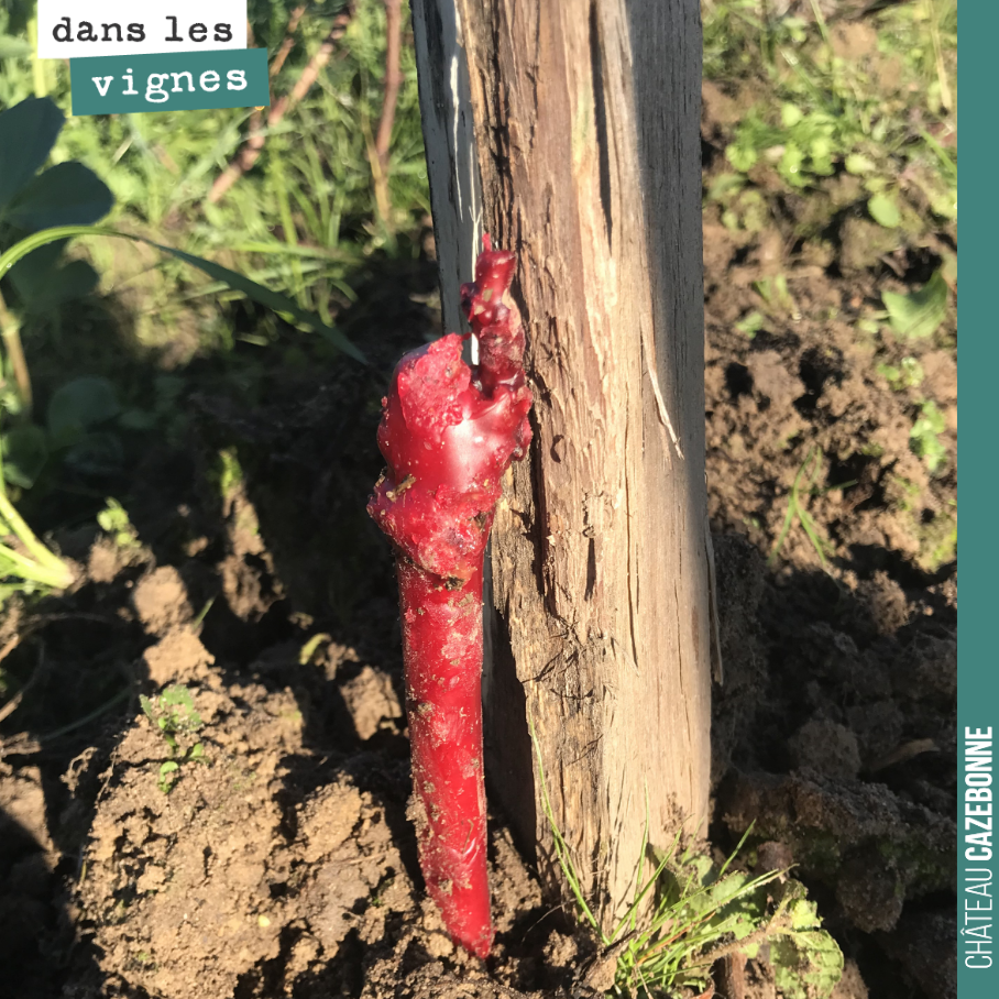 La parcelle de Bouché est maintenant parfaitement racotée. Nous avons coplanté 1100 pieds de sauvignon gris sur notre plus beau terroir à blanc. On va chouchouter ces pieds et, si tout va bien, dan...