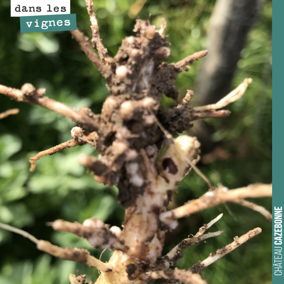 Magie de la nature !
Sur ces racines de fèveroles, on voit bien les nodules (les petites boules) qui hébergent les bactéries qui en symbiose avec la plante permettent de capter l’azote de l’air.
...