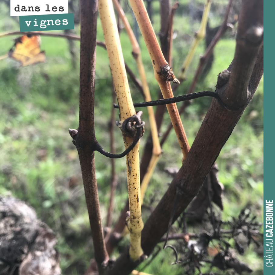 Voilà ce qui se passe quand des bois n’aoutent pas. Au mois d’août, on surveille toujours cette période où les rameaux se lignifient et deviennent du bois. C’est ce qui permet à la vigne d’être une...