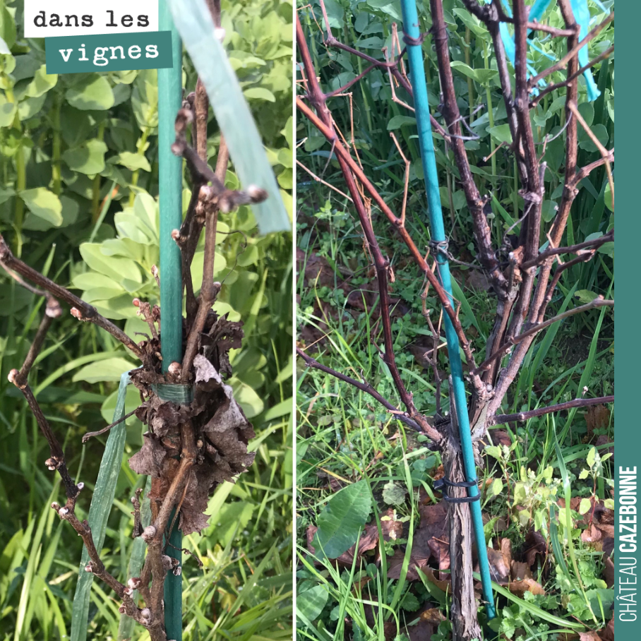 À gauche, un plant greffé. À droite, un porte greffe, planté juste à côté. Les deux ont été plantés l’année dernière.
La vigueur est incomparable.
Dans le deuxième cas, cela va permettre une meil...