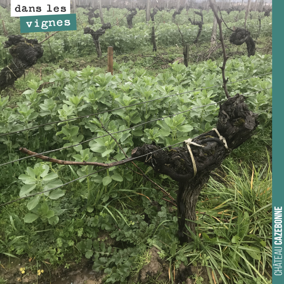 Jamais simple de tailler un vieux pied de vigne. Adapter la charge à chaque pied, préparer la restructuration du pied, respecter les flux de sève.