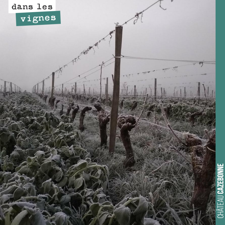 -4 degrés au thermomètre ce matin.
Cela fait du bien à la vigne qui enregistre le signal de l’hiver. Il est temps de se reposer.