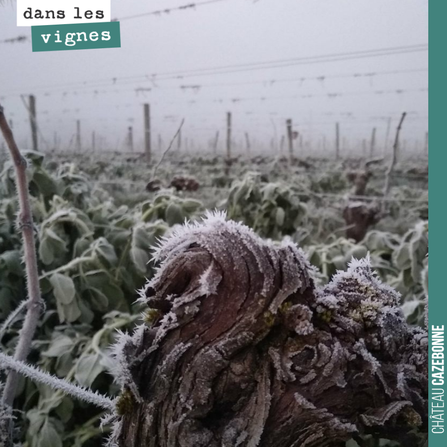 C’est beau un cep de vigne dans le gel de l’hiver.