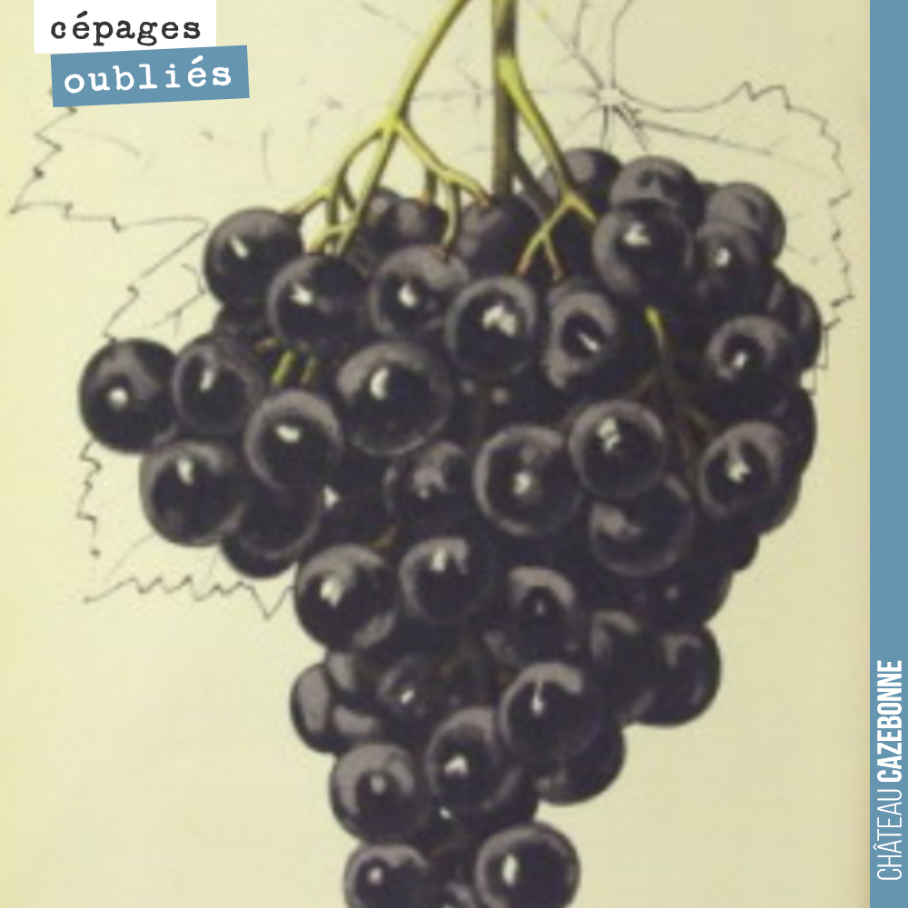 Inscrivez vous sur notre site pour recevoir le Livre de l’histoire des cépages de Bordeaux, oubliés ou non.
En avant première, voici l’histoire du Malbec à Bordeaux !
On a découvert récemment que...