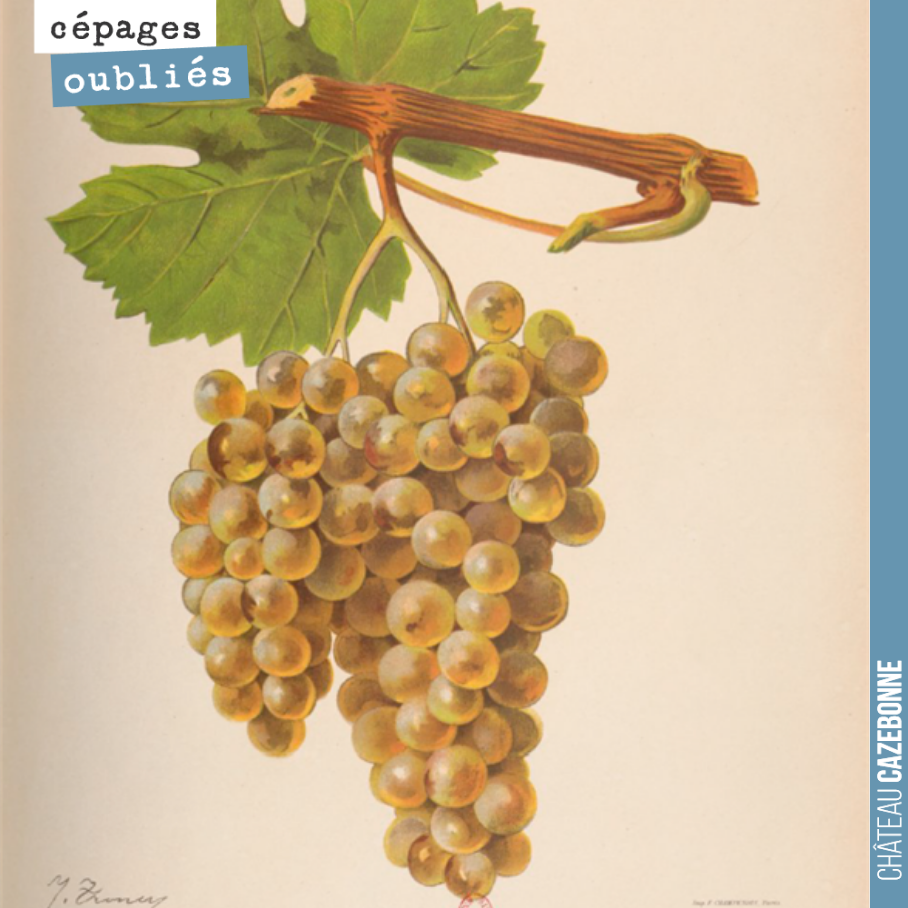 Le Blanc Verdet, un très intéressant cépage blanc, autrefois planté dans nos vignes !
Le cépage est indiqué très tôt, en 1736, dans une liste de cépages citée par l’Abbé Bellet.
Ce cépage porte a...