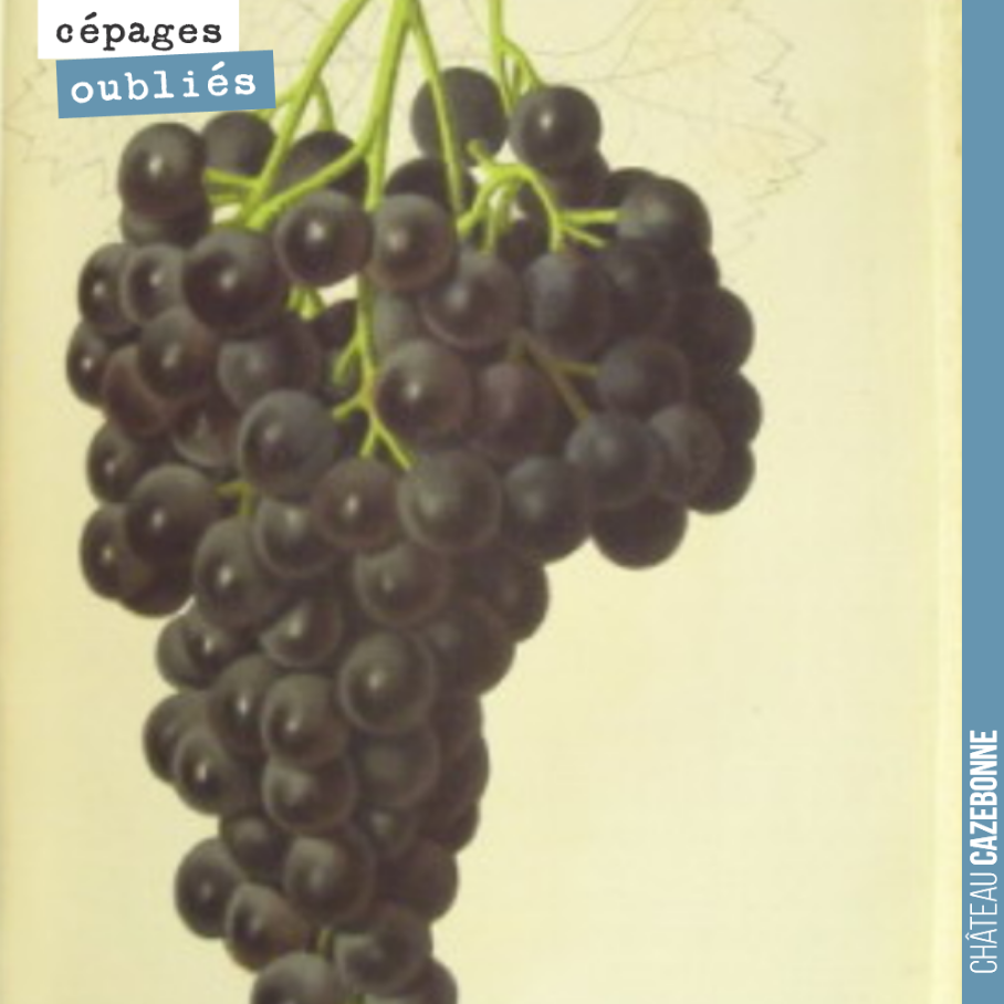 Le Merlot, un cépage pas si ancien !
Pierre Galet, dans une interview à la RVF en 2015, déclare : ‘Le merlot n’était considéré, avant le XIXème siècle, que comme un cépage secondaire. Il n’était m...