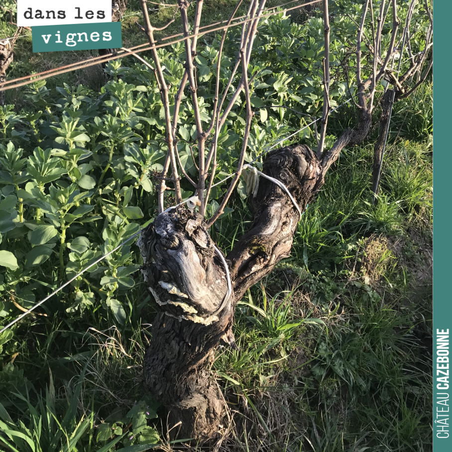 C’est l’hiver. Ces vieux ceps attendent la taille, qui va permettre de choisir les sarments porteurs de grappes pour cette année. Choisir les bons sarments qui vont permettre de restructurer le pie...