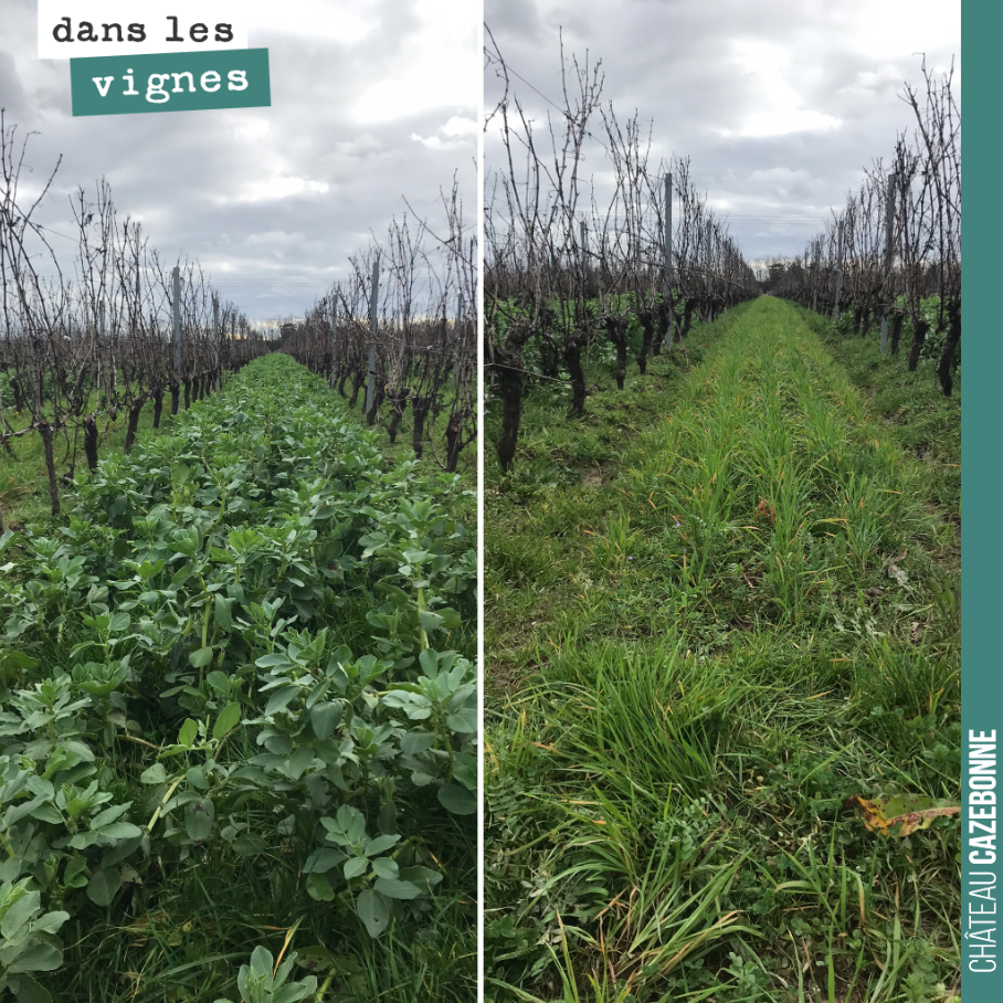 Sur cette parcelle cette année, on fait un test de couverts végétaux sur les deux rangs. Un rang avec des fèveroles, l’autre rang avec un mélange, avec de l’orge notamment.
Sur la propriété, on se...