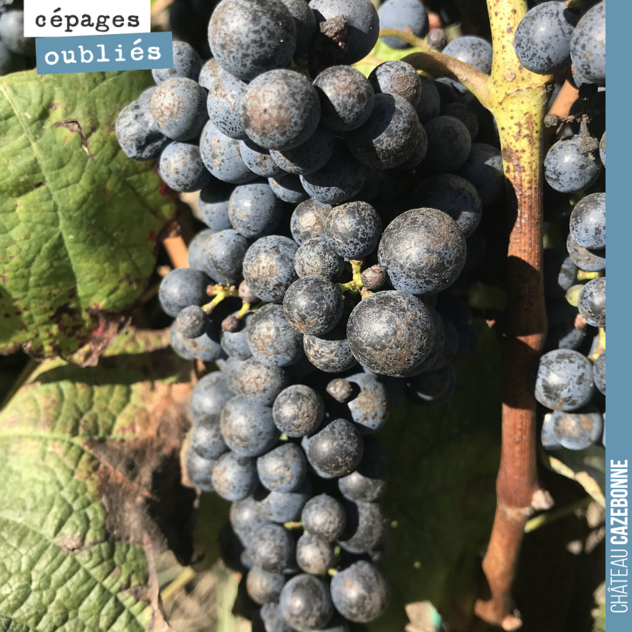 Retour sur notre première vendange de cépages oubliés. Nicolas Jamin, de Vigne Vivante, qui nous accompagne sur les vinifications, nous raconte le Castets :
2 à 3 grappes par pied max, les grappes...