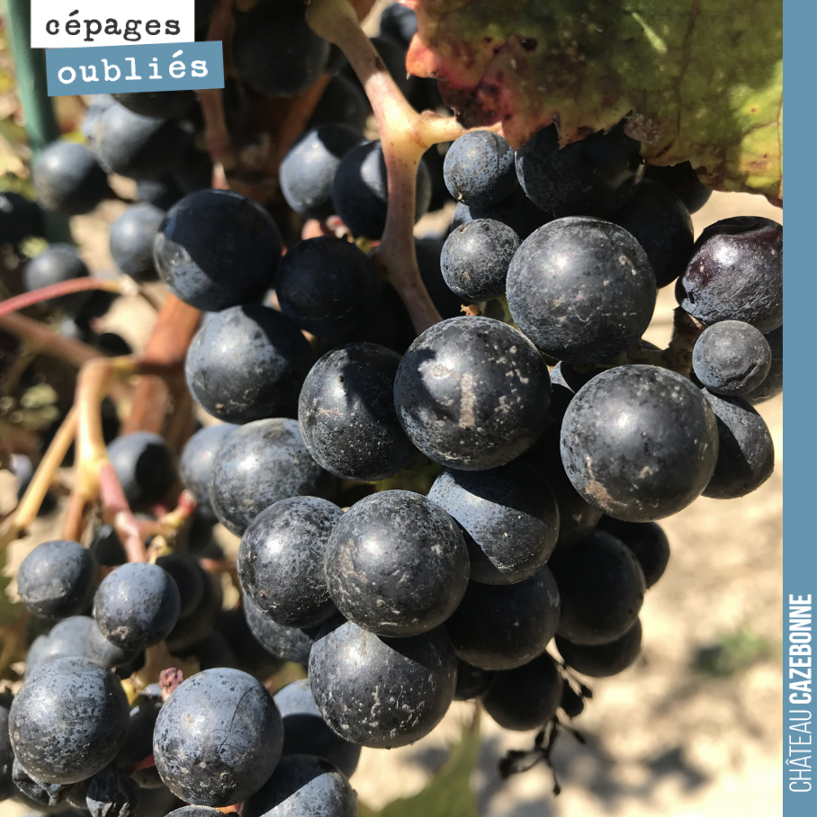 Nicolas Jamin, de Vigne Vivante vous raconte aujourd'hui, la vinification du Saint-Macaire :
'2 à 3 grappes par pied, grappes de taille moyenne et compactes, baies de taille moyenne à grosse, mat...