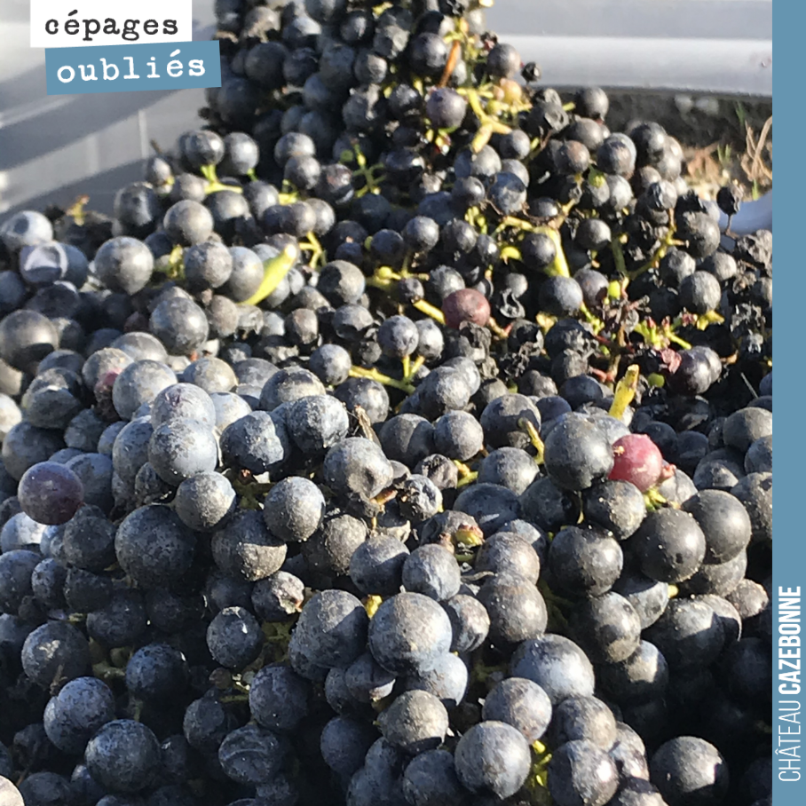 Nicolas Jamin de Vigne Vivante, nous parle aujourd'hui du Mancin :
'2 à 3 grappes par pied, petites grappes un peu lâches, les baies sont petites, la maturation est tardive, les raisins conserven...