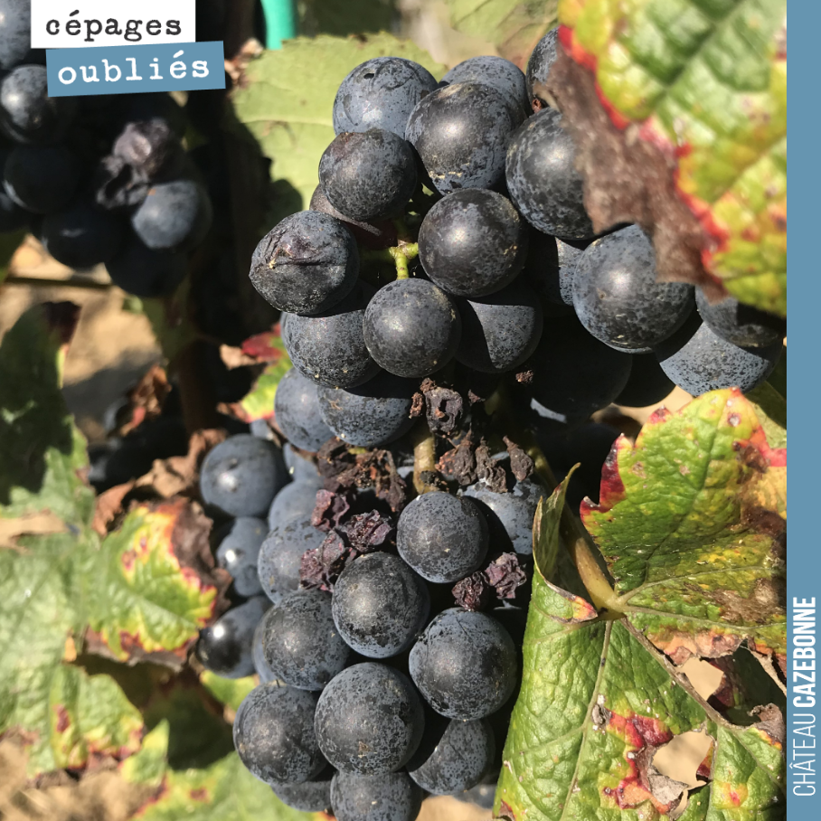 Nicolas Jamin nous parle aujourd'hui du Jurançon noir : '
'Grappes de taille moyenne, grosse baies, les fruits sont restés assez aqueux, un peu insipides et manquant d'acidité.
Tout indique pour ...