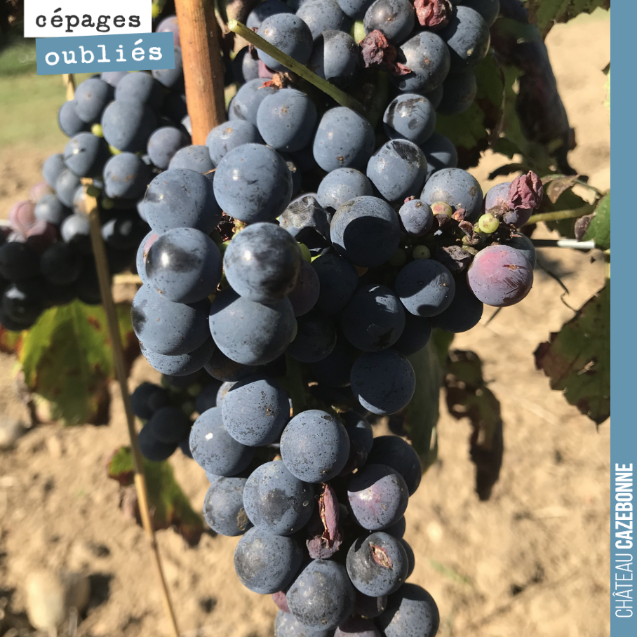 Le Bouchalès, l'avis de Nicolas Jamin, qui nous accompagne :
'Petites grappes et petites baies, fruits concentrés, poivrés et acidulés.
La vendange de Bouchalès ayant été très faible à Cazebonne...