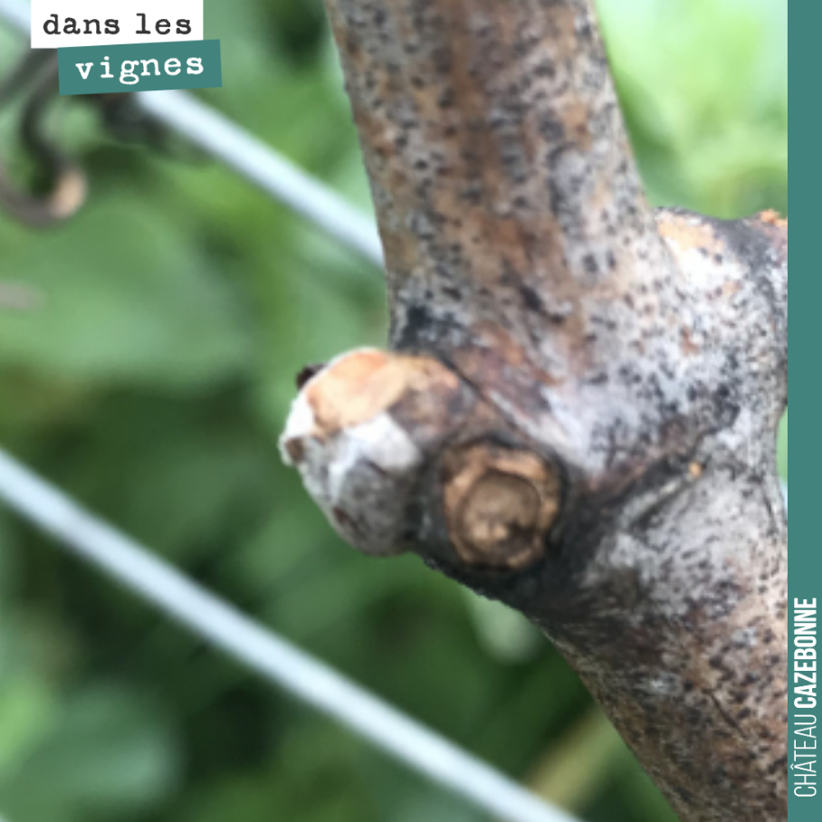 Quelques jours de radoucissement et les premiers bourgeons commencent à gonfler. Il nous faudrait un bon coup de froid d’ici la fin du mois pour calmer la vigne. On n’est pas pressé qu’elle débourre !