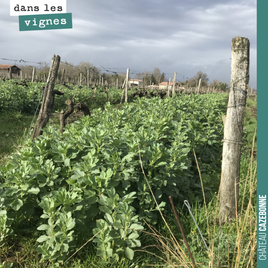 Éclaircie entre deux pluies...
Nos couverts végétaux sont en pleine forme, les vignes ne vont pas manquer d’azote au printemps !
Bonne journée !