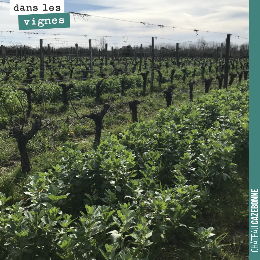 Cela fait plaisir de voir nos vignes comme cela après 4 années de conversion en Bio.
Quand on a débuté, les sols étaient couverts de mousses et la flore était pauvre, dominée par le chiendent.
Ce...