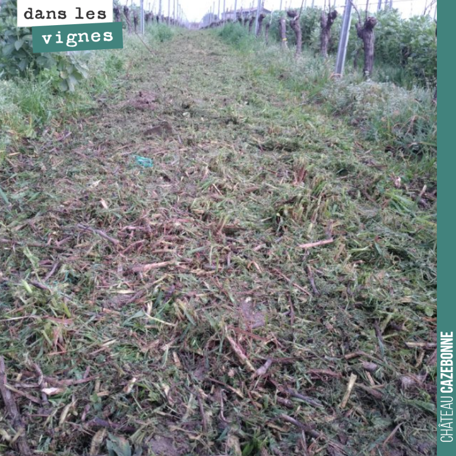 Broyage des sarments. On ne sort pas les sarments, on ne les brule pas.
Ils apportent de la matière organique au sol.
Très souvent, le vigneron sort les sarments de la parcelle par peur de contam...
