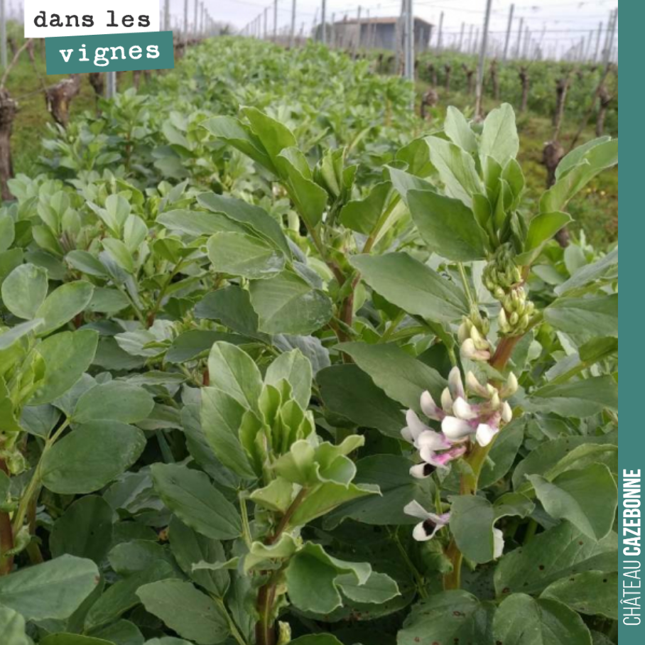 Premières fleurs sur les fèveroles. On ne va pas tarder à les rouler. La floraison, c’est le stade optimal pour détruire le couvert. Au delà, la plante se met en mode consommation de l’azote qu’ell...