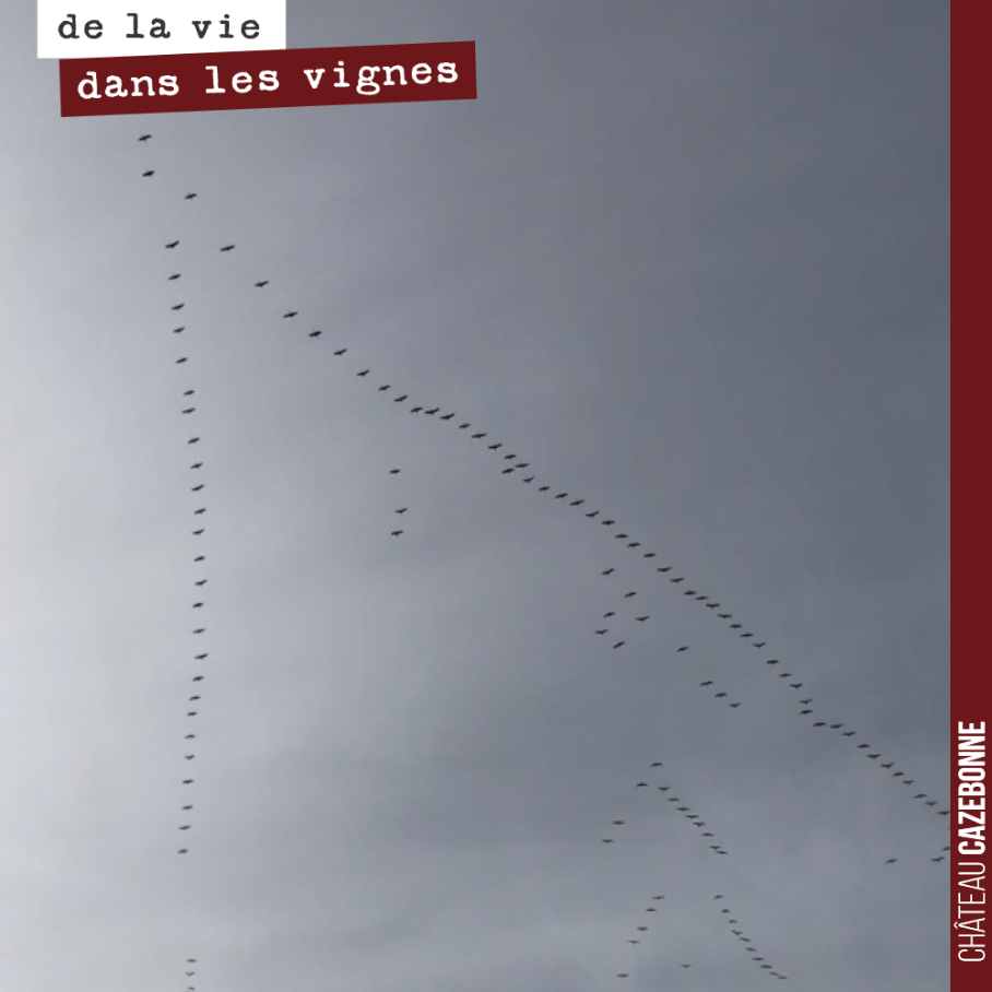 Les vols de grues se sont multipliés ces derniers jours. Un ballet musical incessant.
Le printemps est bien là !