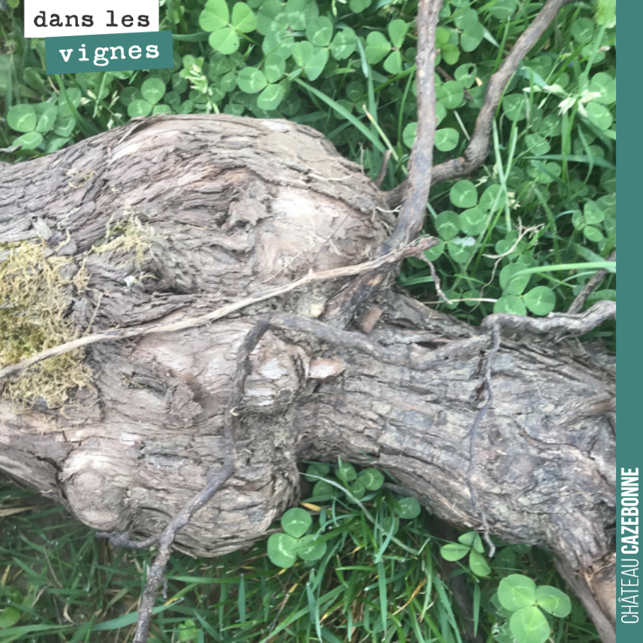 Le traumatisme de la greffe.
Il est urgent de faire de la recherche sur le phylloxera. Revenir à une vigne sans greffe.