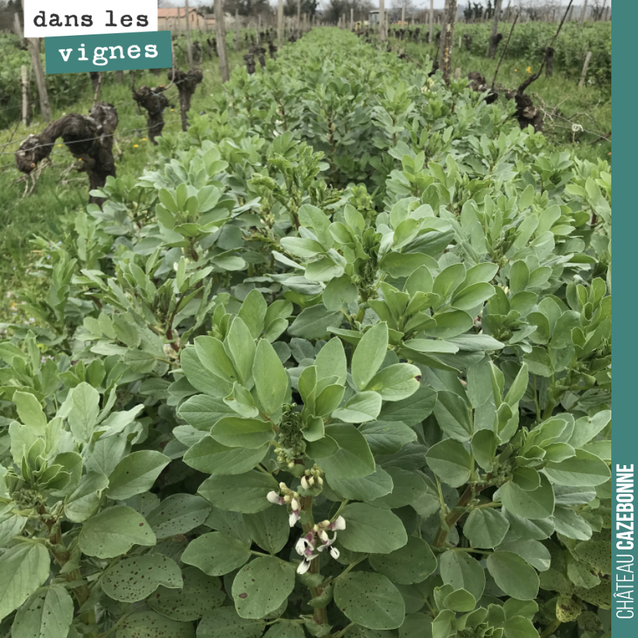 La fleur arrive sur les fèveroles. Il va être temps de les rouler. A partir de ce stade, la plante va commencer à puiser l’azote qu’elle a fixé sur ces racines pour la fleur, puis la graine.
Et ce...