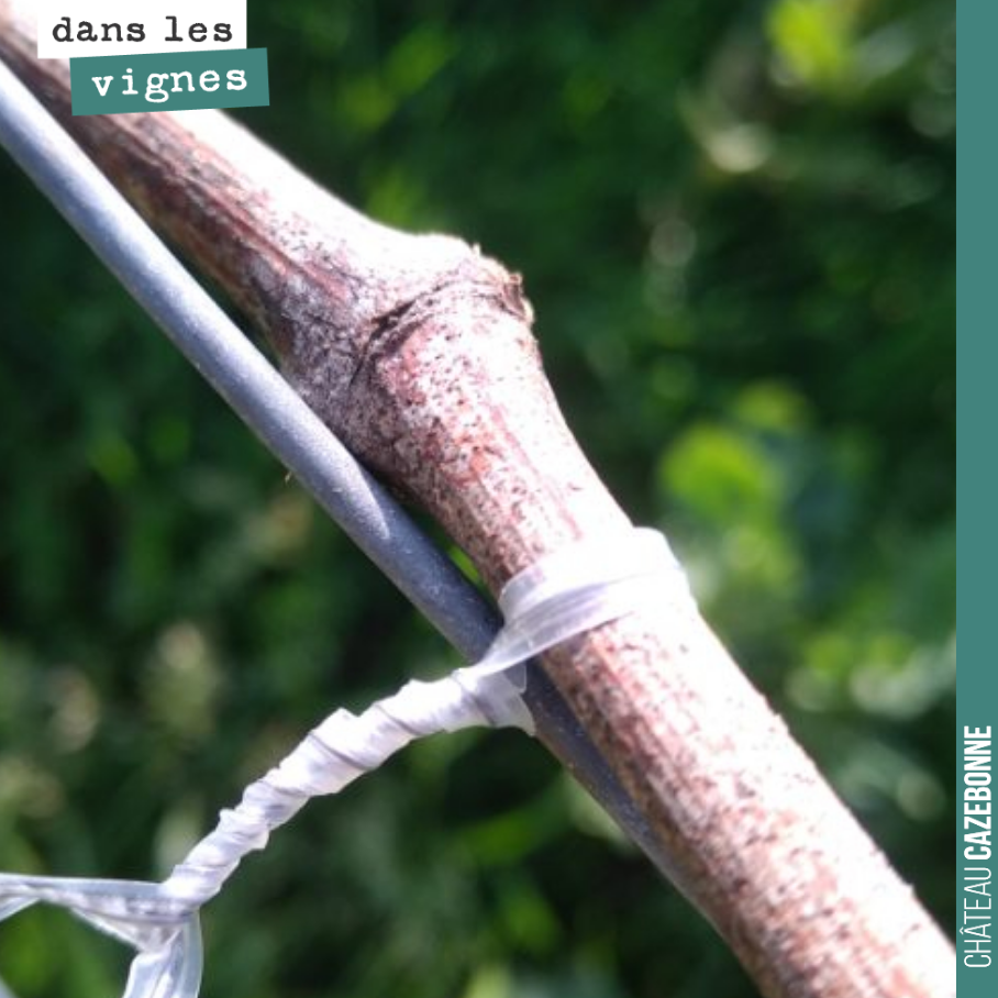 Après la taille, le pliage.
L’aste est attachée au fil de fer. Elle porte les 4, 5 ou 6 bourgeons qu’on lui a laissé, en fonction du cep, en fonction de sa vigueur.
Chaque bourgeon nous donnera u...