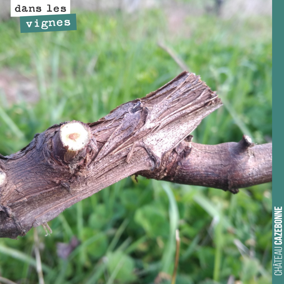 La taille de la vigne est essentielle.
À la fois parce qu’elle détermine la quantité de récolte que l’on peut attendre, mais également parce qu’il faut préserver la longévité du pied en évitant au...