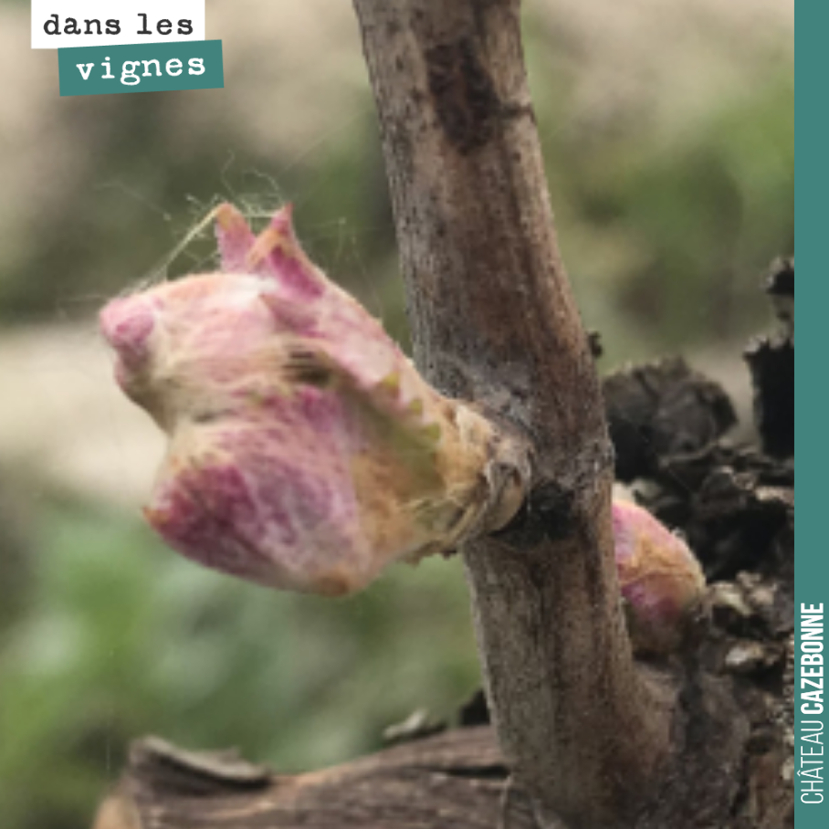 La vie repart. Ici sur Merlot de vieilles vignes.
A partir de maintenant, on va trembler pour le gel. Le thermomètre a frôlé les zéros, ce matin, vers 6h.