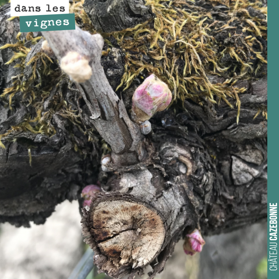 La vie repart sur ce vieux cep. Il nous donne déjà des pampres (les deux petits bourgeons qui partent du bois de deux ans).