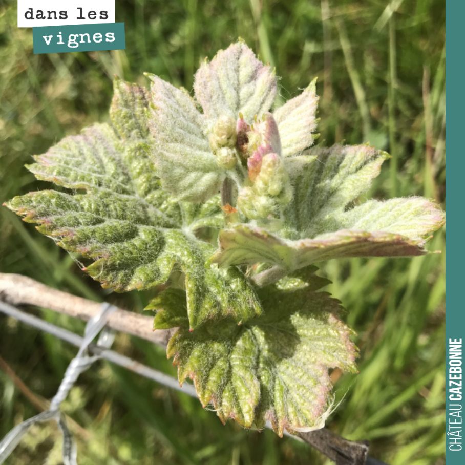 Un de nos bourgeons les plus avancés sur des jeunes vignes de Merlot.
Si la météo nous confirme les gelées de mardi et mercredi (et c’est malheureusement très probable), cela risque de faire des d...