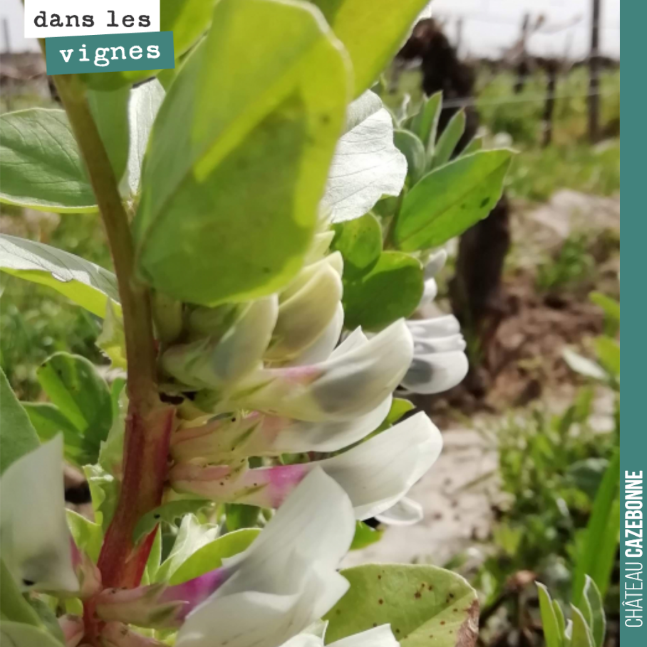 Quelques fèveroles n’ont pas été détruites, quelques graines préservées qui ont poussé sous le rang. Elles sont magnifiques avec leurs fleurs si caractéristiques.