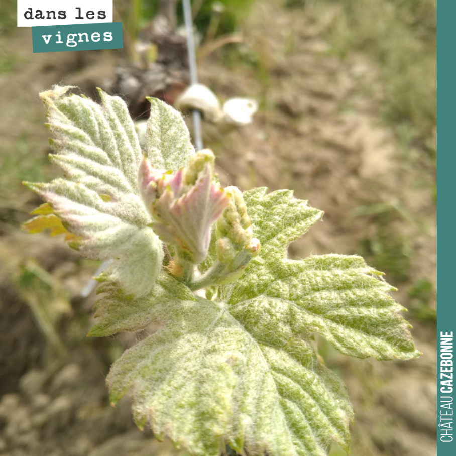 La sortie est belle, on voit déjà apparaître les premières mannes, promesses de grappes.
Il nous faut juste un peu de chances pour la météo de mercredi et jeudi.
On scrute les prévisions météos p...