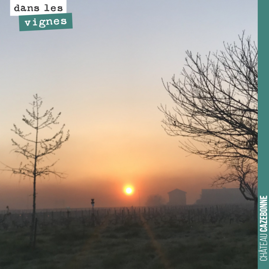 Le soleil s’est levé ce matin dans un voile de fumée, qui a pu atténuer les dégâts de ce soleil matinal.
Mais la morsure du froid a eu raison de beaucoup de bourgeons qui n’ont pas résisté aux tem...