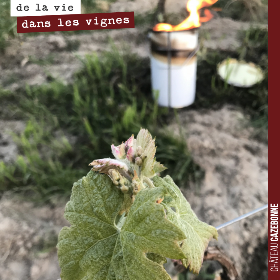 Ce bourgeon résistera t’il au gel, malgré la bougie.
On le saura dans quelques heures.