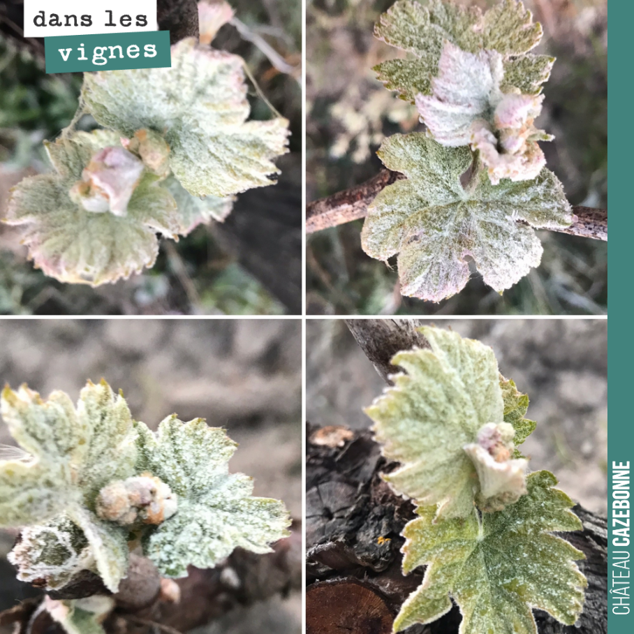 Tout n’a pas gelé. Quelques survivants quand même.
Toujours mystérieux de voir que sur une même aste, des bourgeons ont gelé et d’autres pas.